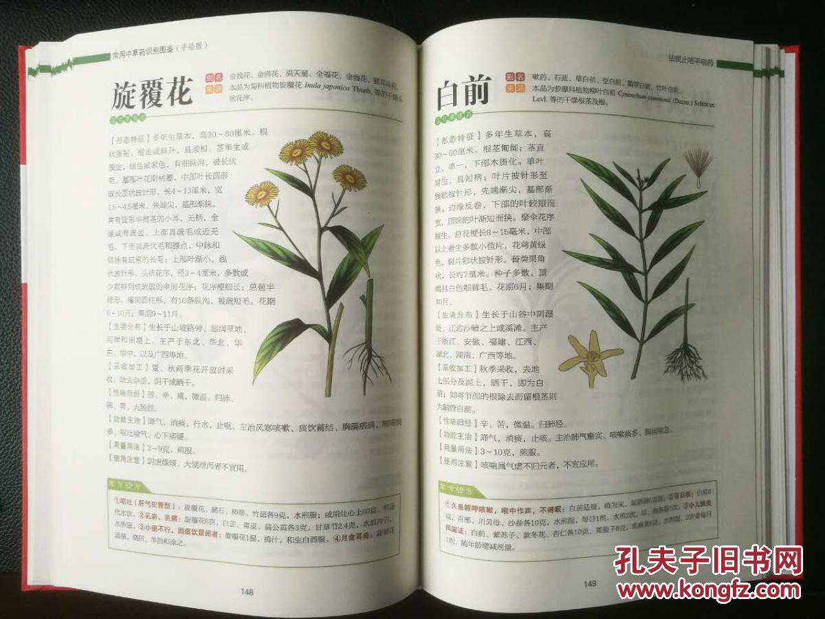 《常用中草药识别图鉴》手绘版