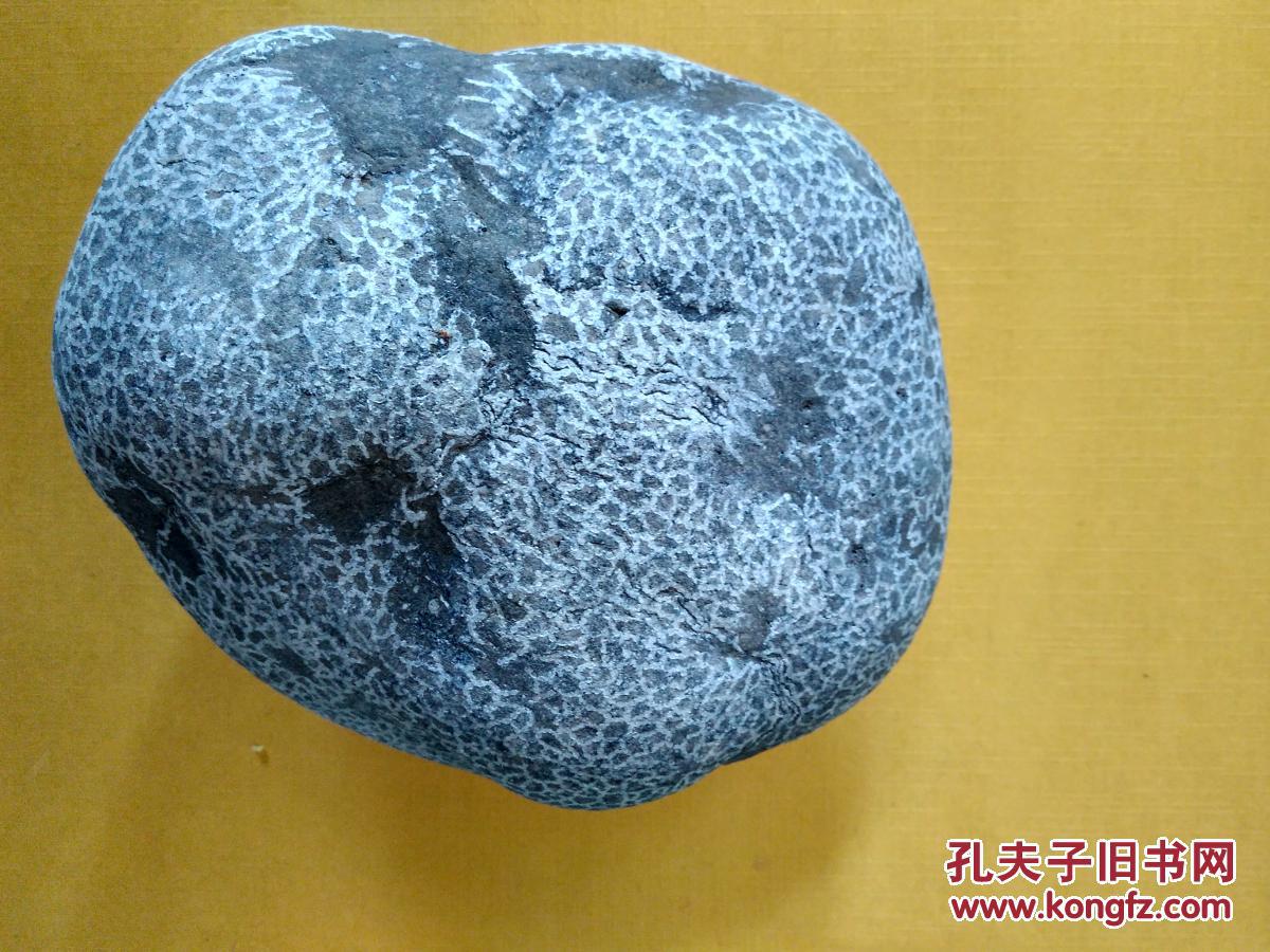 珊瑚化石2号