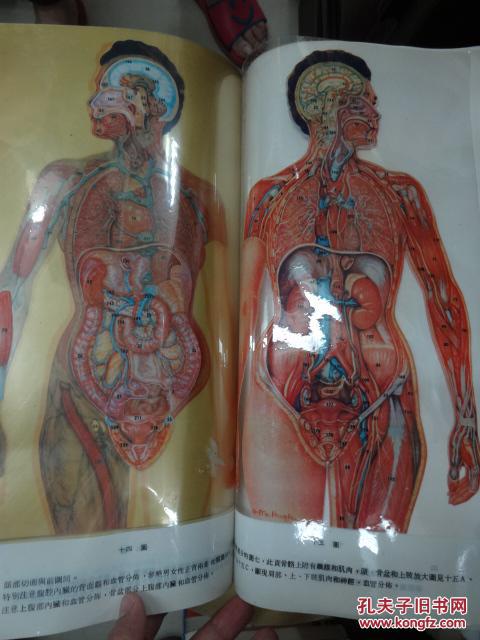 男女人体解剖透视图 (彩色版)