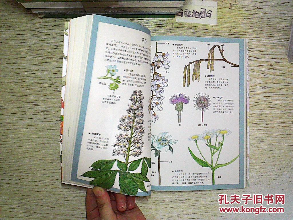 法布尔植物记(最美手绘版)(下)