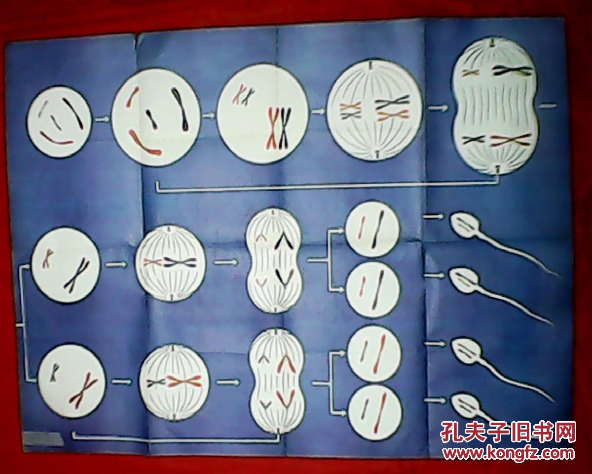 教学挂图:精子的形成过程图解(此为全开图,宽1