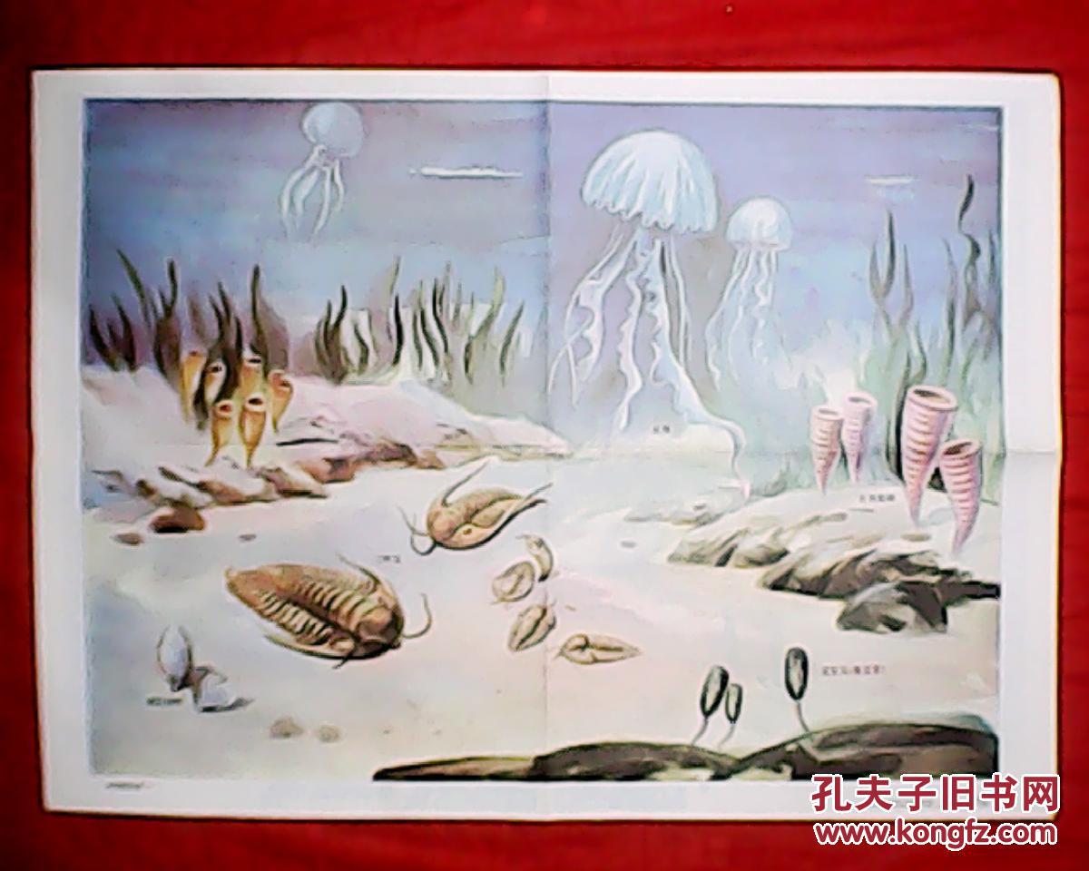 老画家步欣农绘画:古代海洋生物(此为组画,由两幅组成,均为77x53厘米
