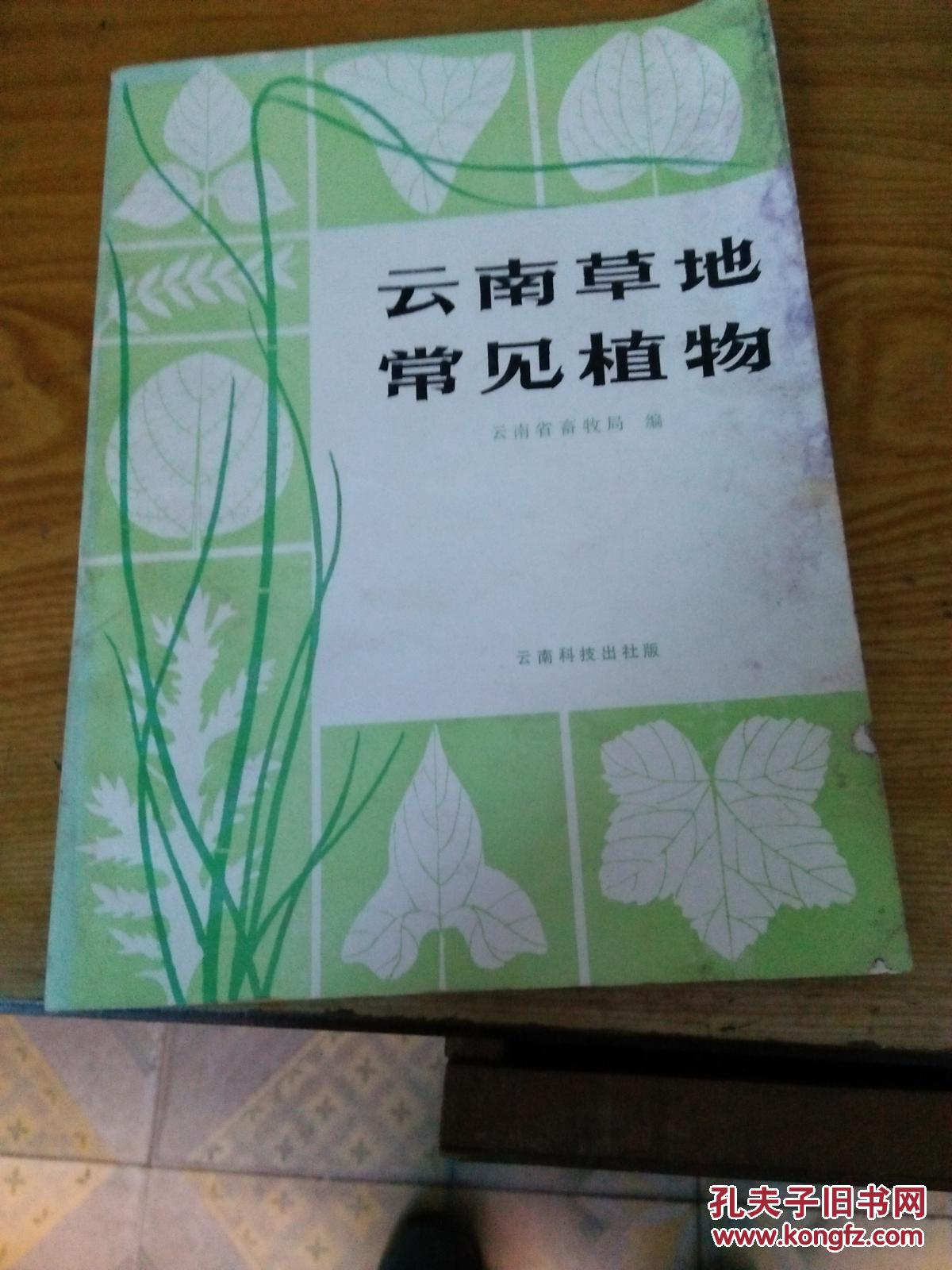 云南草地常见植物