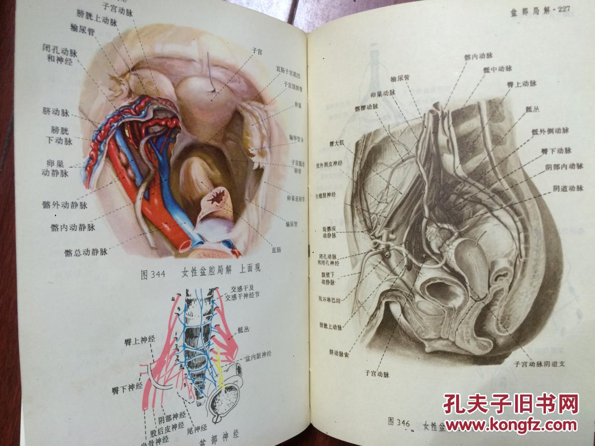 人体解剖图谱