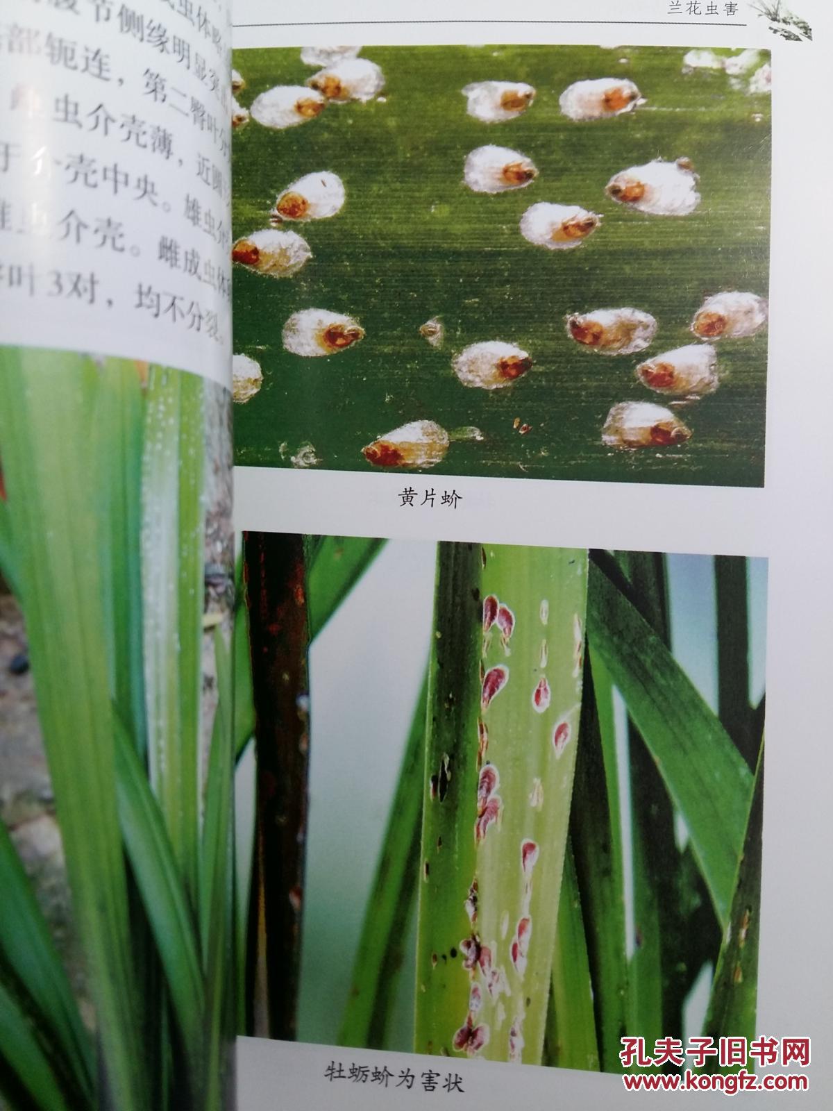 兰花病虫害防治//福建农大教授博导张绍升著/图文铜版印刷//3654