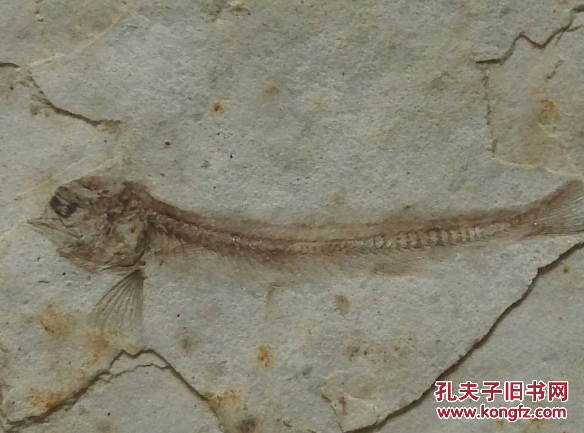 《古生物化石----鱼与昆虫》.