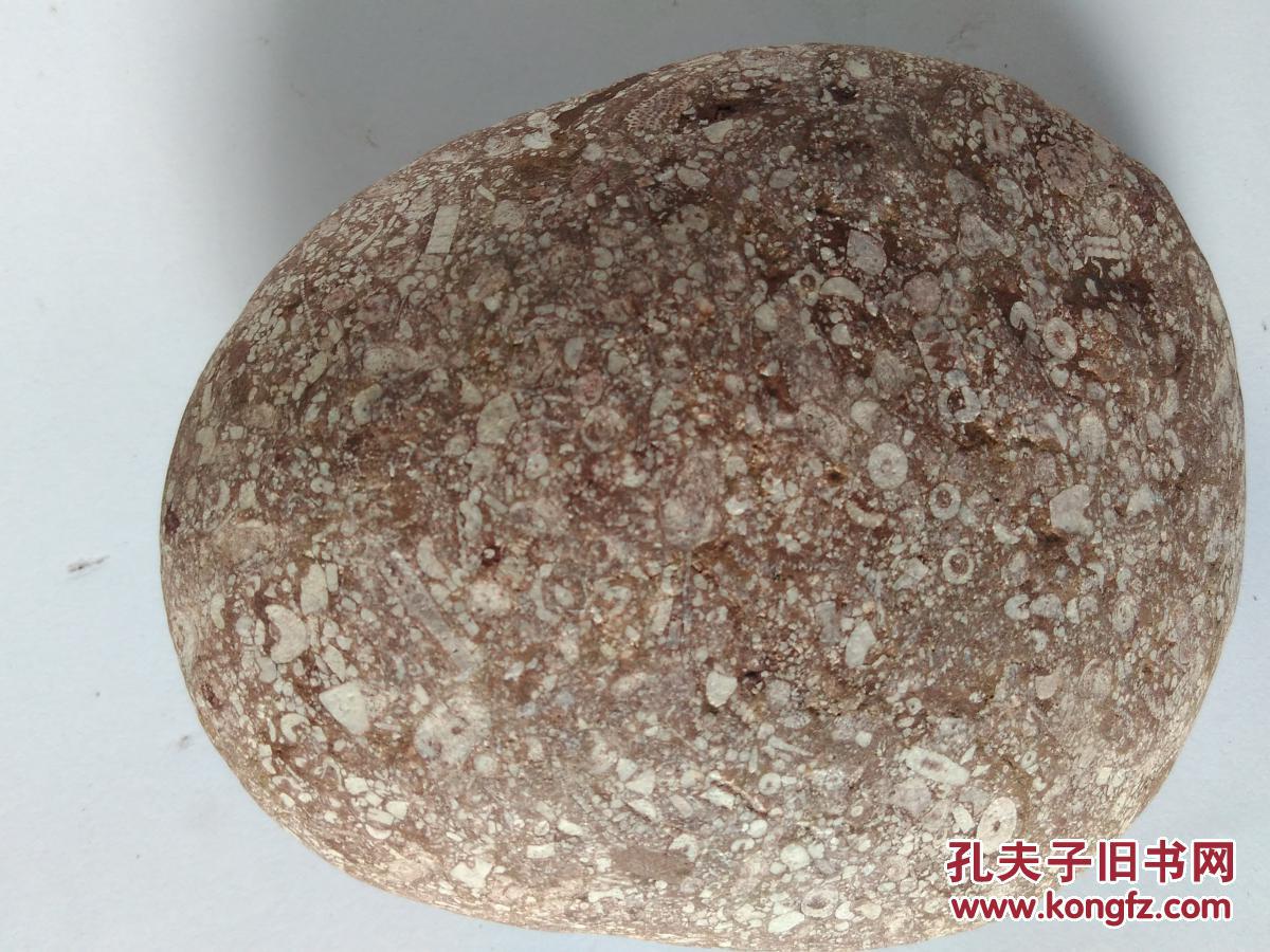 天然奇石之珊瑚化石:珊瑚虫化石(上亿年前形成的化石