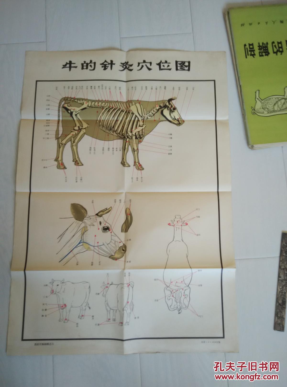 牛的针灸穴位图
