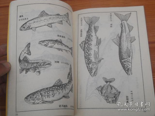 美术画典:鱼(馆藏书)