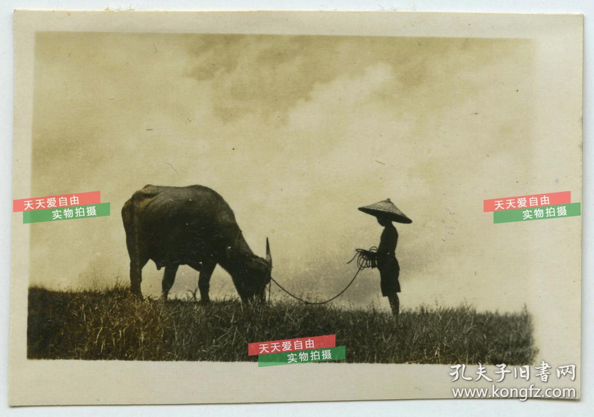 民国广东广州放牛小童老照片,泛银.