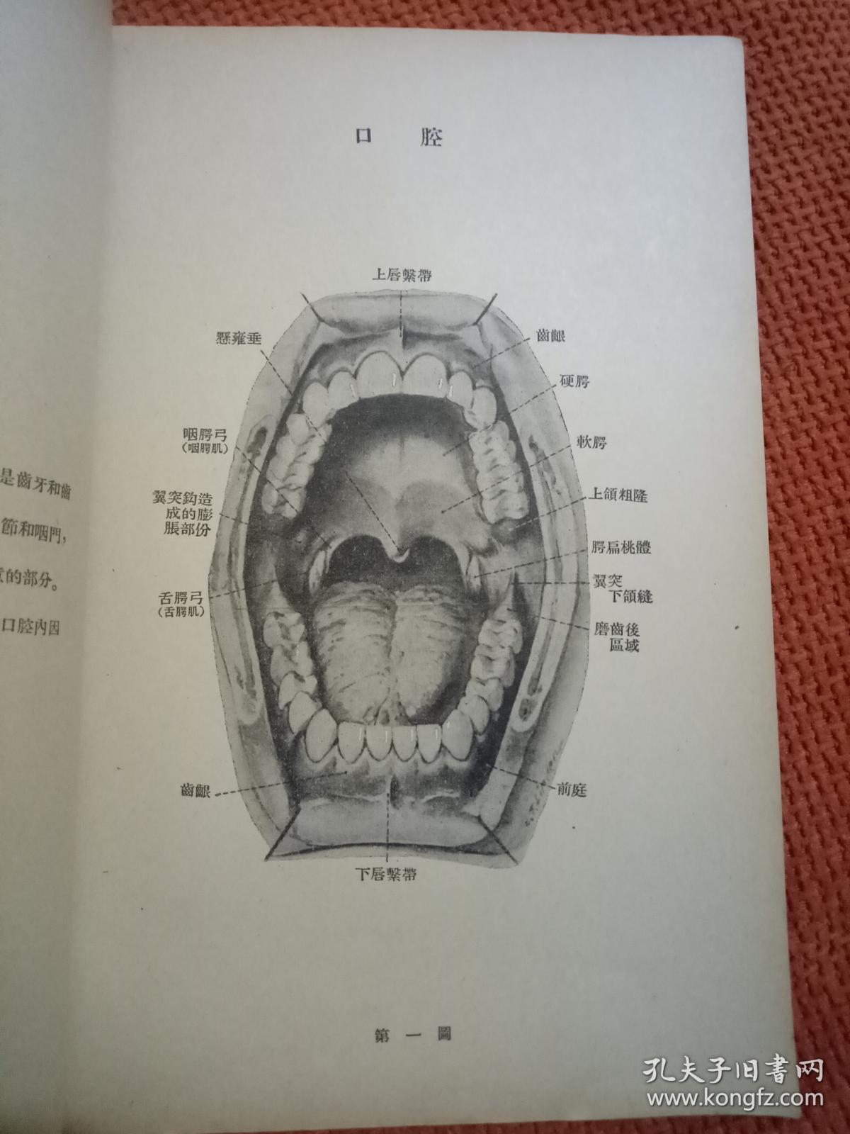 口腔卫生与口腔疾病图解