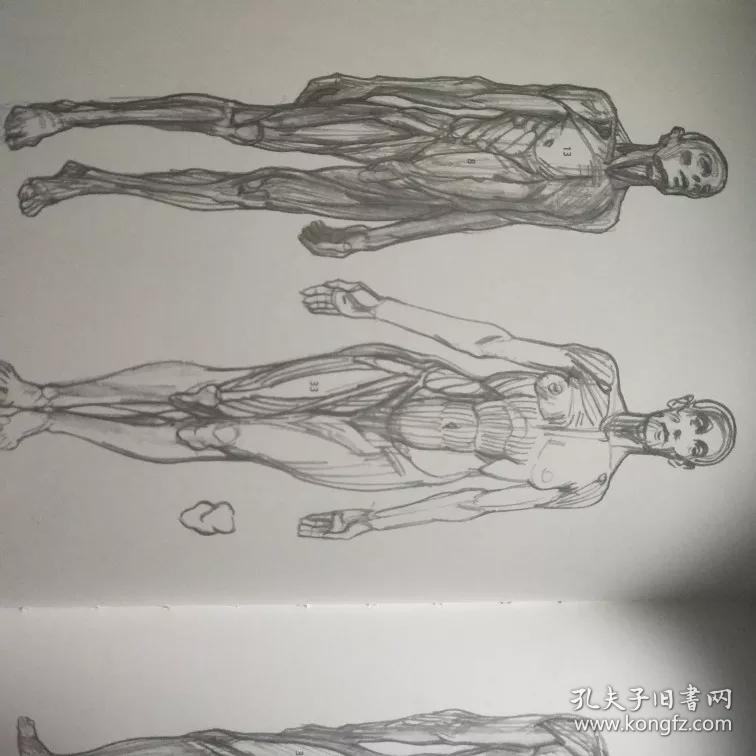 服装人体形态手绘