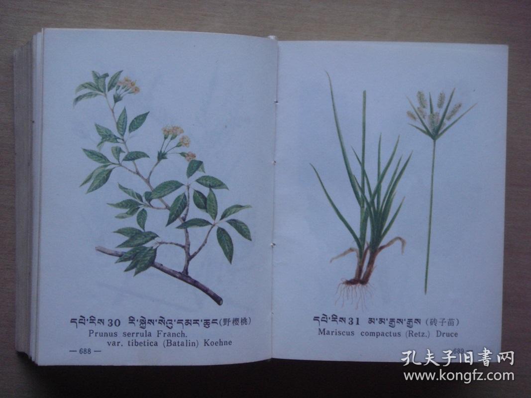 西藏常用中草药(藏文)