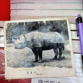 早期的黑白老照片:黑犀牛
(产地:非洲
)