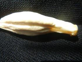 一枚珍贵的鱼宝