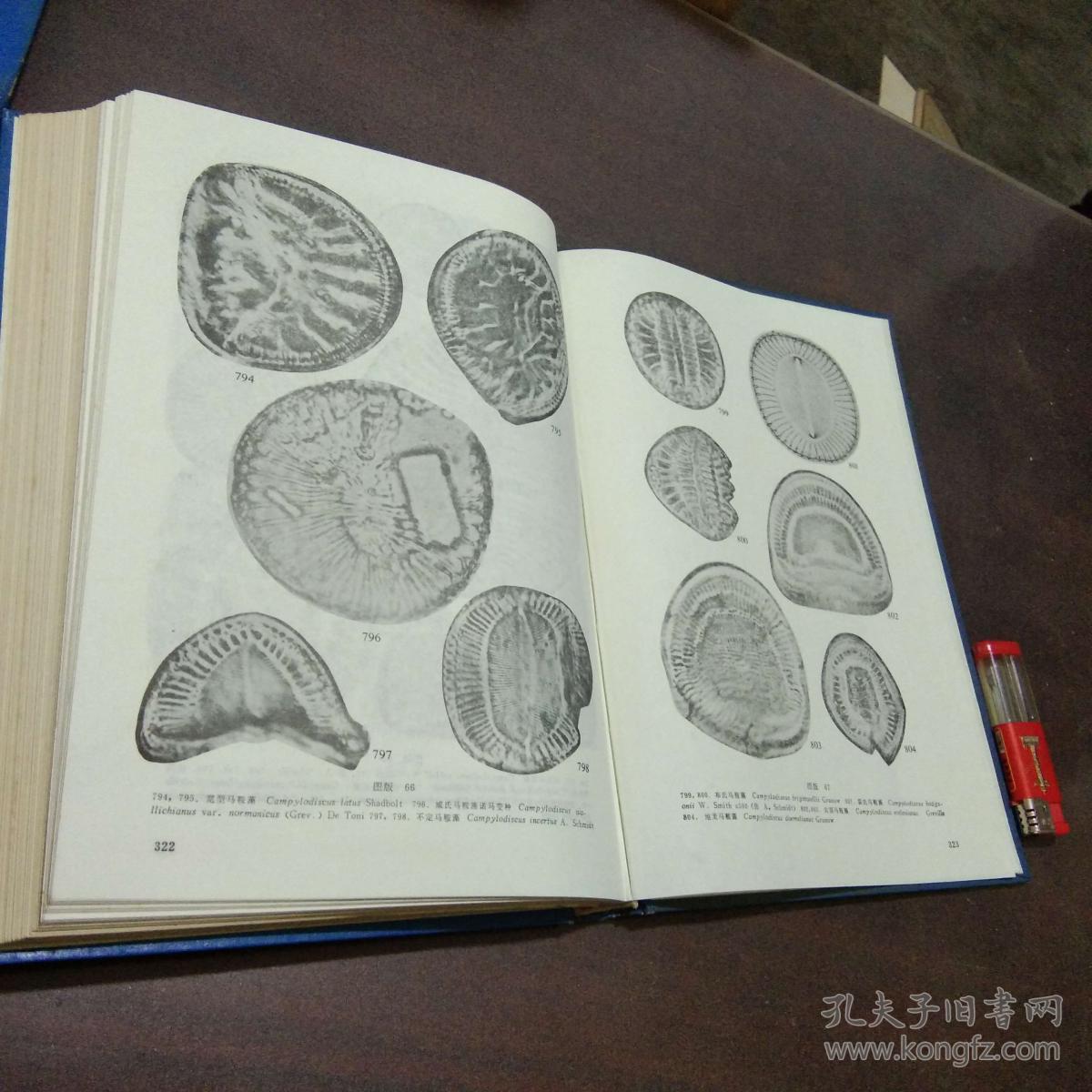 中国海洋底栖硅藻类(上卷)(16开精装)(多图)(仅印1250册)
