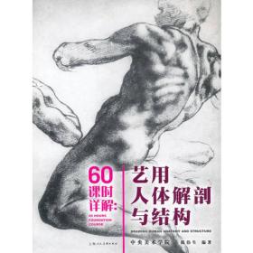 60课时详解：艺用人体解剖与结构