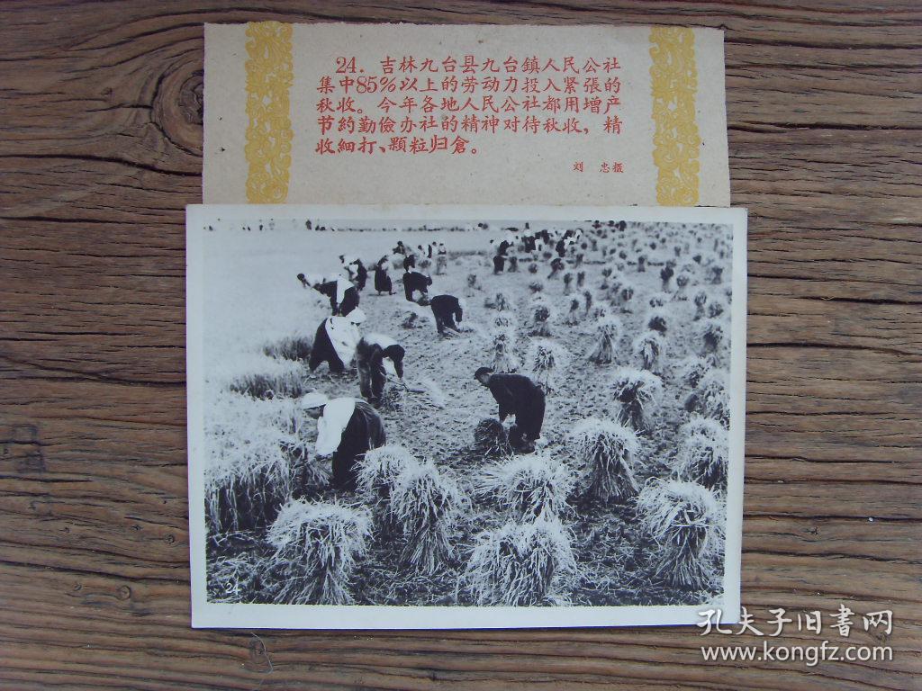 麻面厚相纸老照片※1960年,吉林省九台县九台镇公社,社员们正在