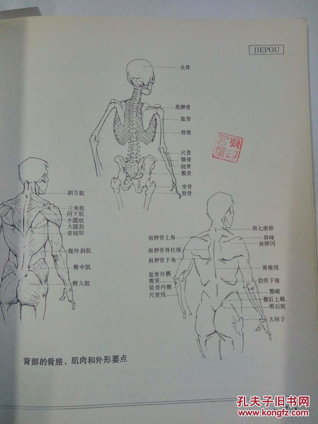 人体造型基础