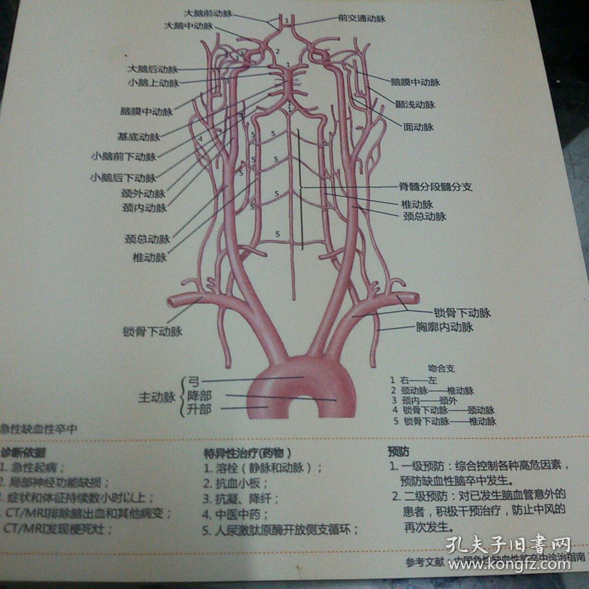脑动脉供血结构(图)