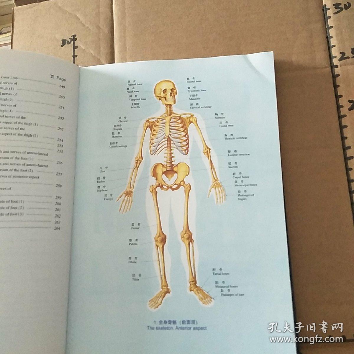 人体解剖彩色图谱