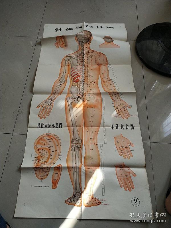 984条结果|针灸穴位挂图