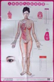 人体经络穴位标准挂图:女性