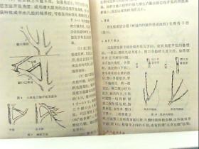 苹果树简谱_英文儿歌苹果树简谱(3)