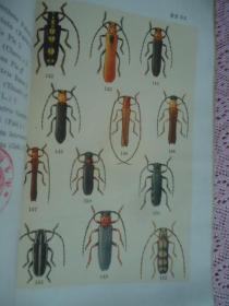 中国经济昆虫志第一册-鞘翅目天牛科