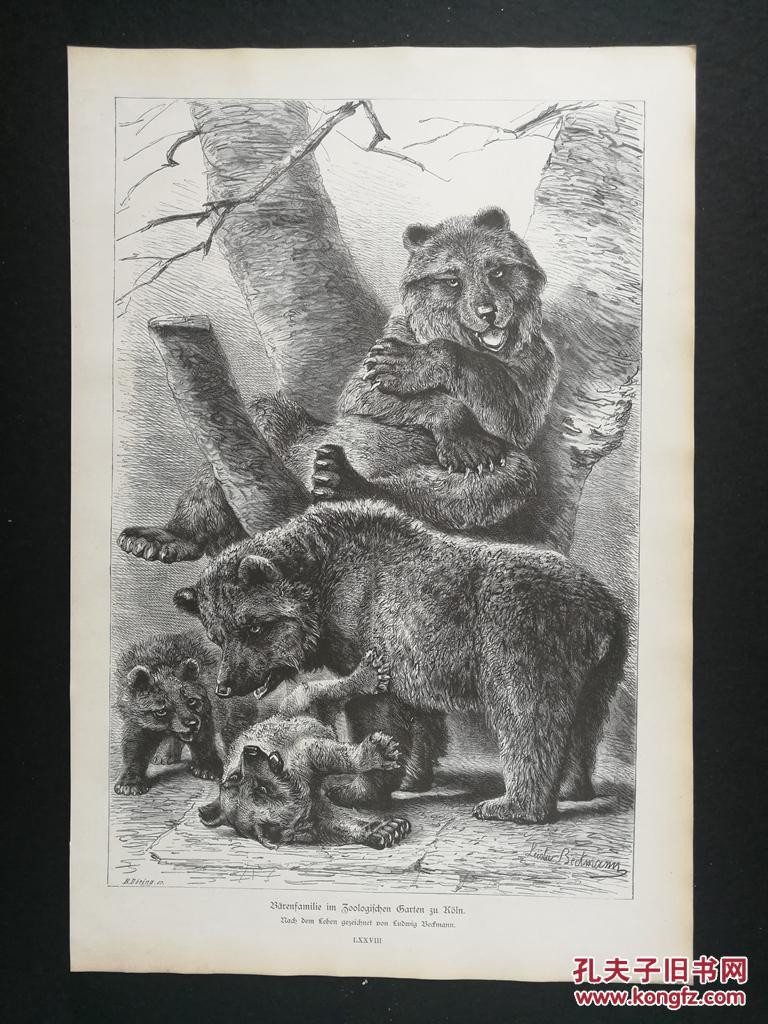 1881年木口木刻版画科隆动物园的熊家族41527厘米