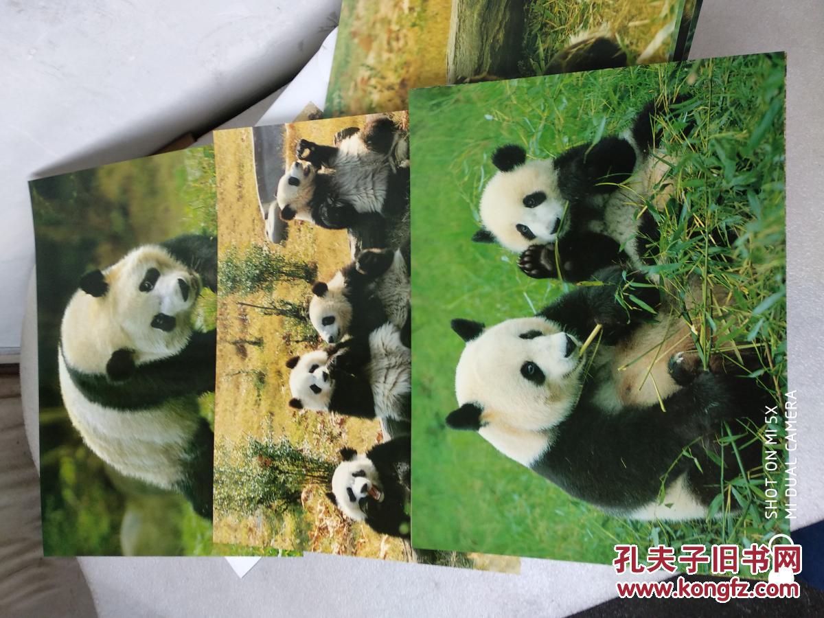 世界珍稀动物大熊猫(套装,8张大熊猫图片)