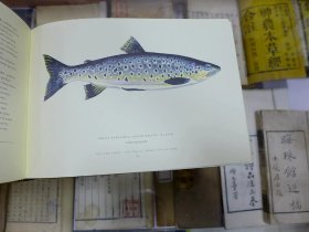 鱼的种类介绍书 p4YBAFsGNjOALSkMAADKJinnUys959_s.jpg