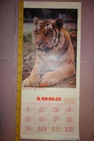 1985年年历画，老虎，赠给离休退休病休同志