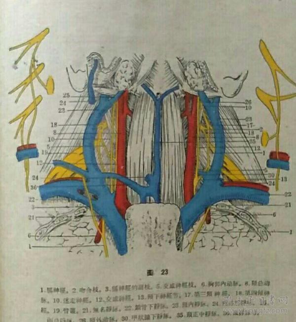 膈神经外科解剖学图谱【彩图】