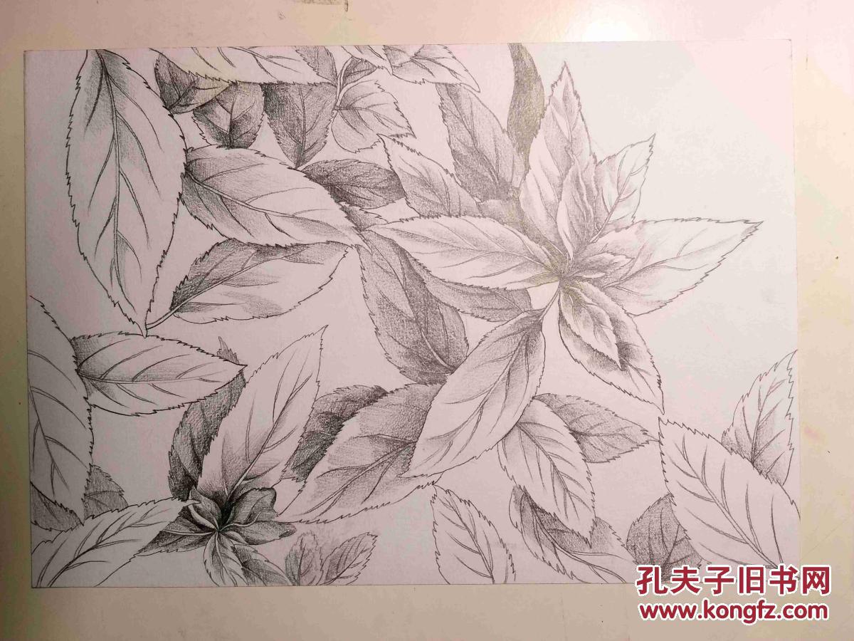 铅笔素描画稿原稿《树叶》