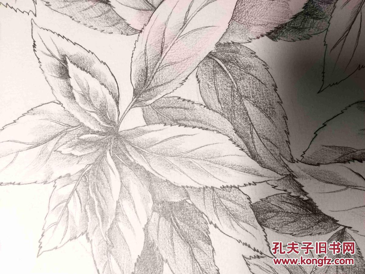 铅笔素描画稿原稿《树叶》
