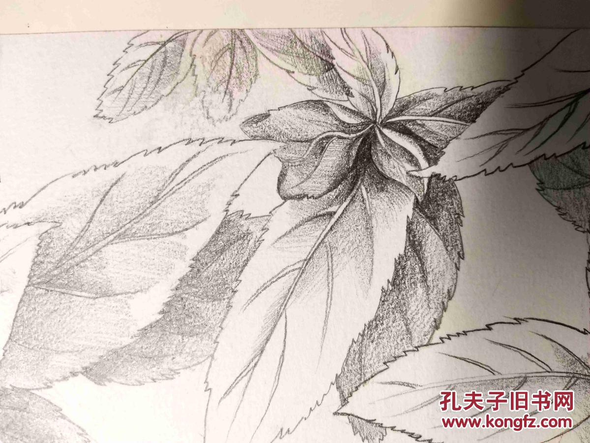铅笔素描画稿原稿《树叶》