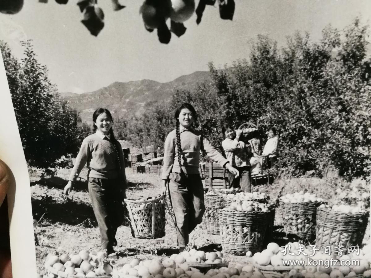 老照片·长辫女子 收苹果 宣传照片