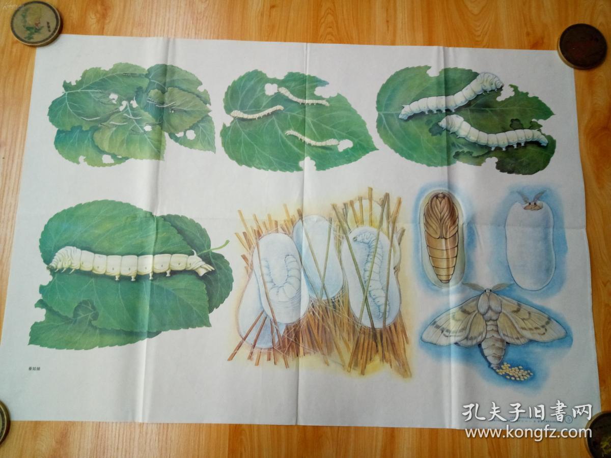 老画家袁捷绘制的教学挂图:蚕姑娘(此为对开画,宽76厘米,共52厘米