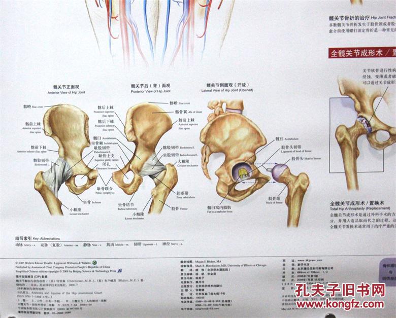正版骨科解剖与创伤挂图:髋关节解剖与创伤挂图 (美)哈钦木森