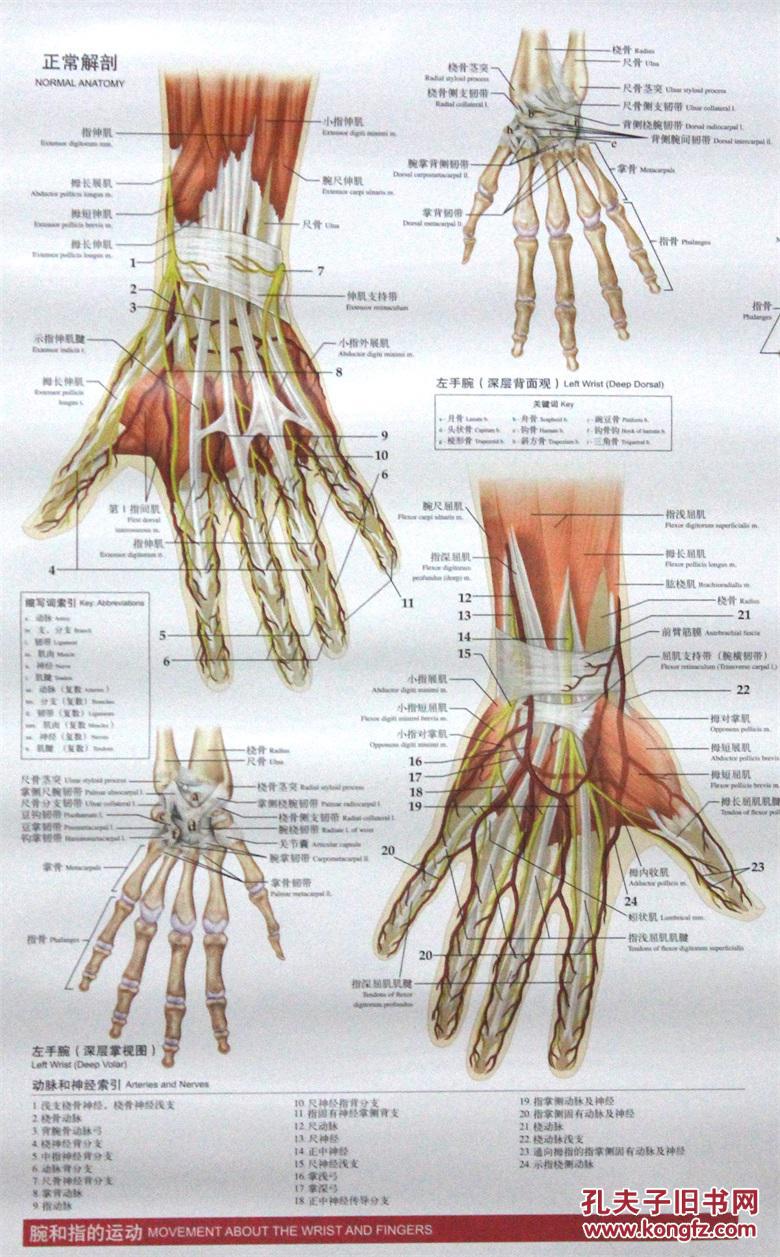 骨科解剖与创伤挂图:手和腕关节解剖与创伤挂图 (美