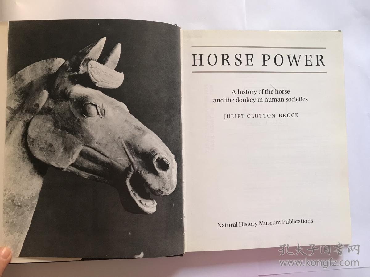 donkeyhorse,donkeydonkey horse power; a history of the horse and the donkey in human