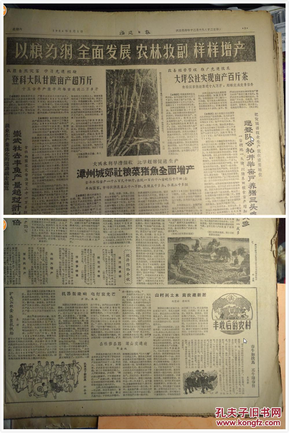 罗源城郊社粮食亩产856斤增产3成6《福建日报》莲花公社各队为玉枕