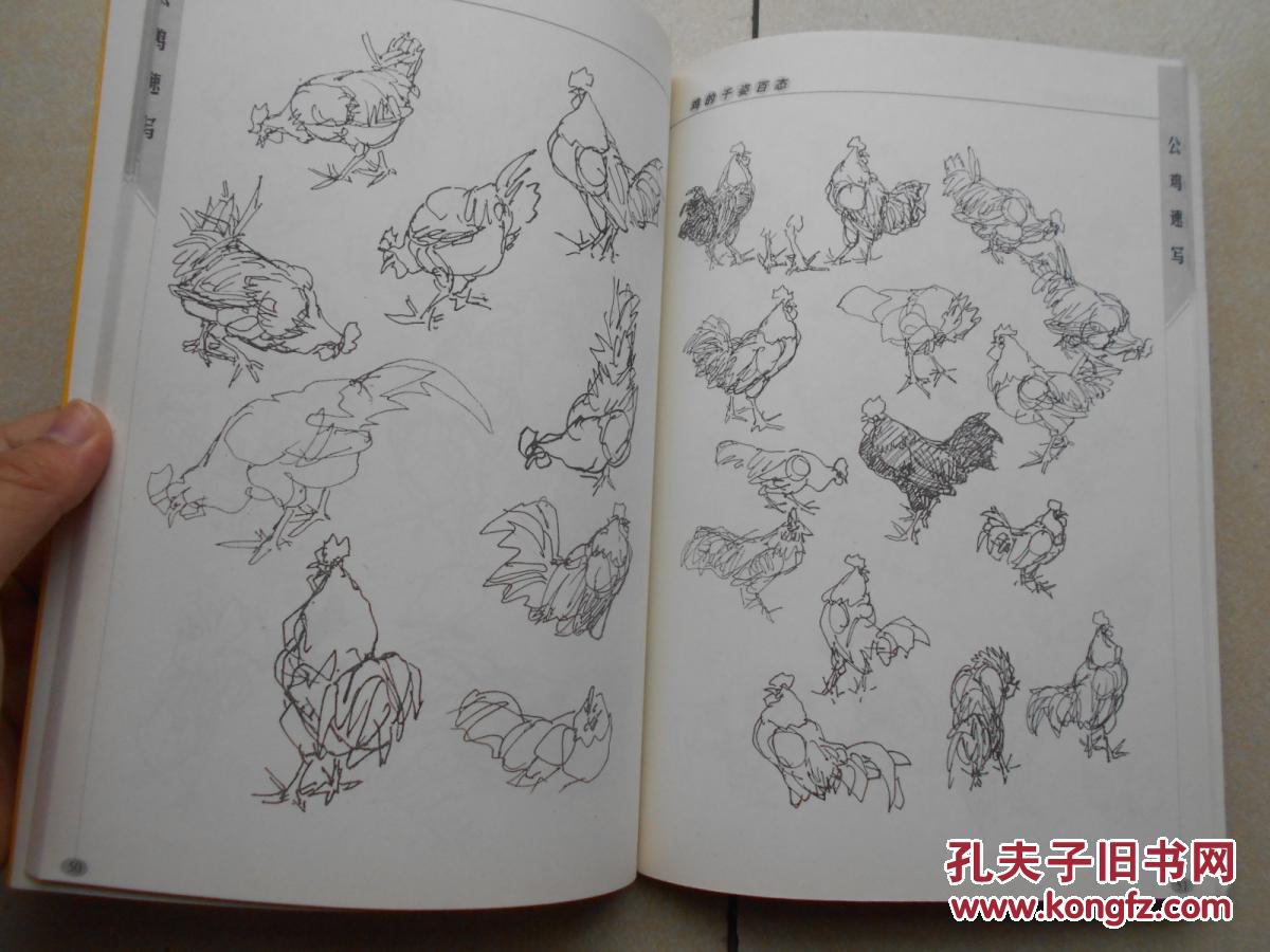 鸡的千姿百态
