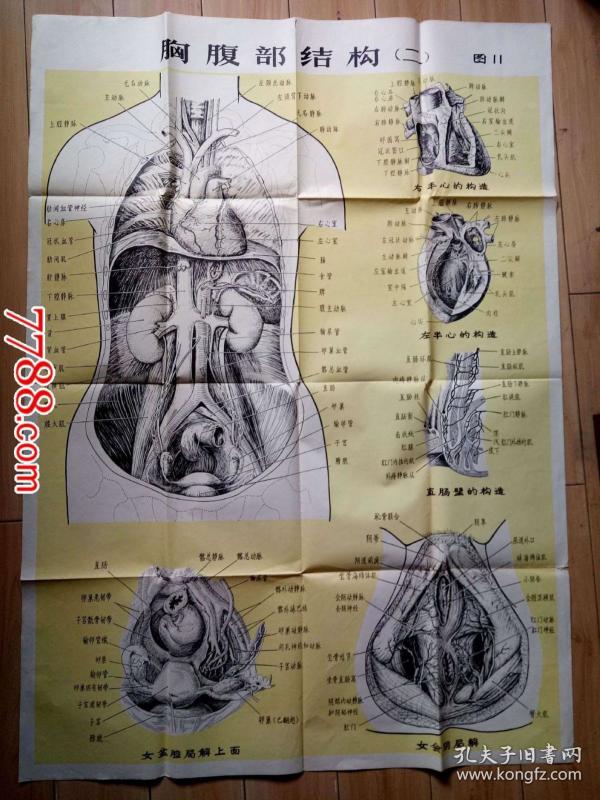 人体解剖挂图胸腹部结构二
