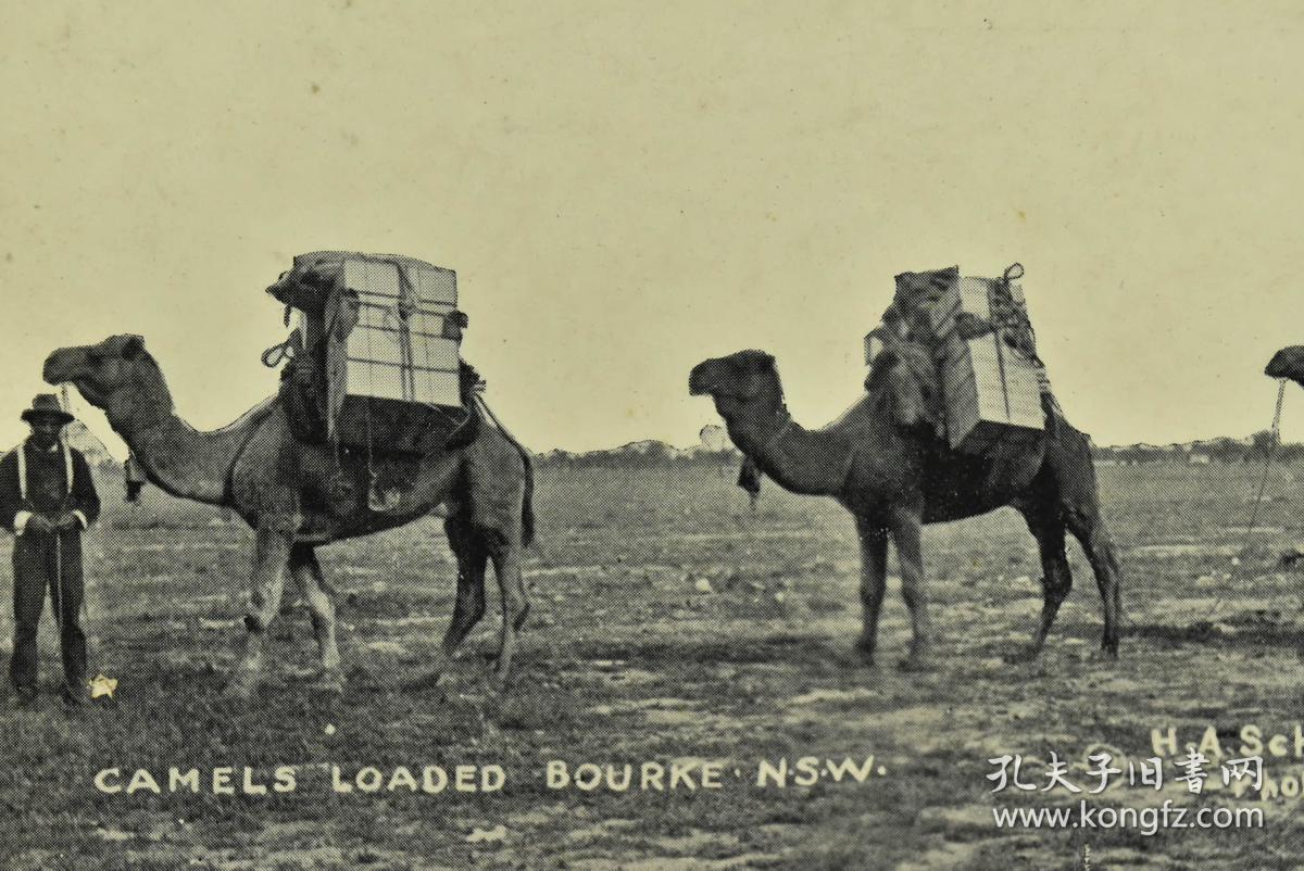 国驼队》原护封 黑白信片1张 清末民初正值中