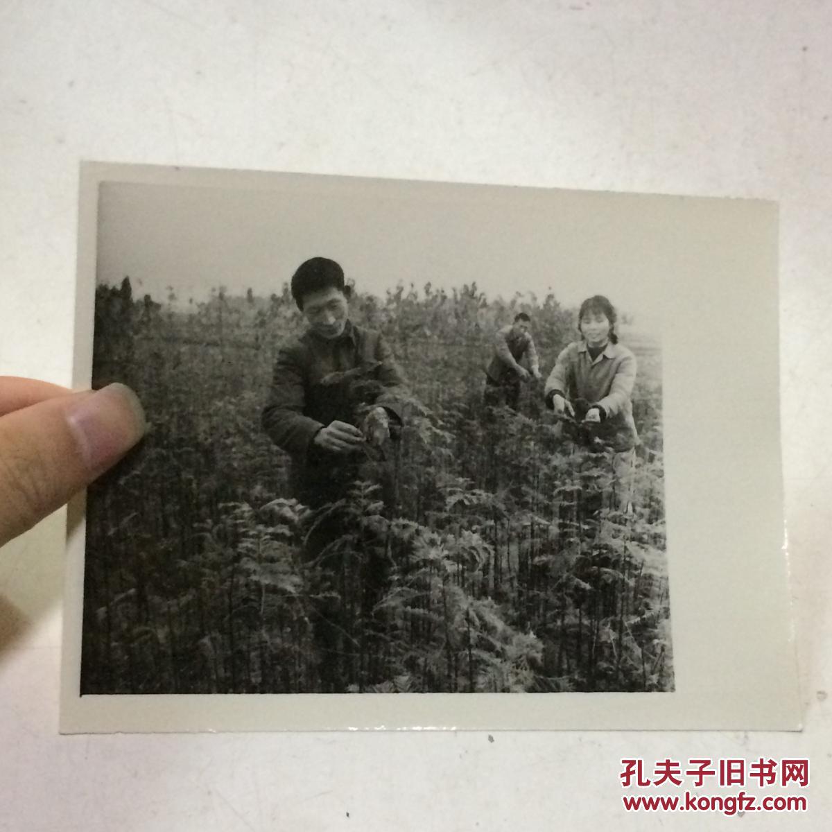 1982年新华社老照片:植树造林 绿化祖国3 背面有说明