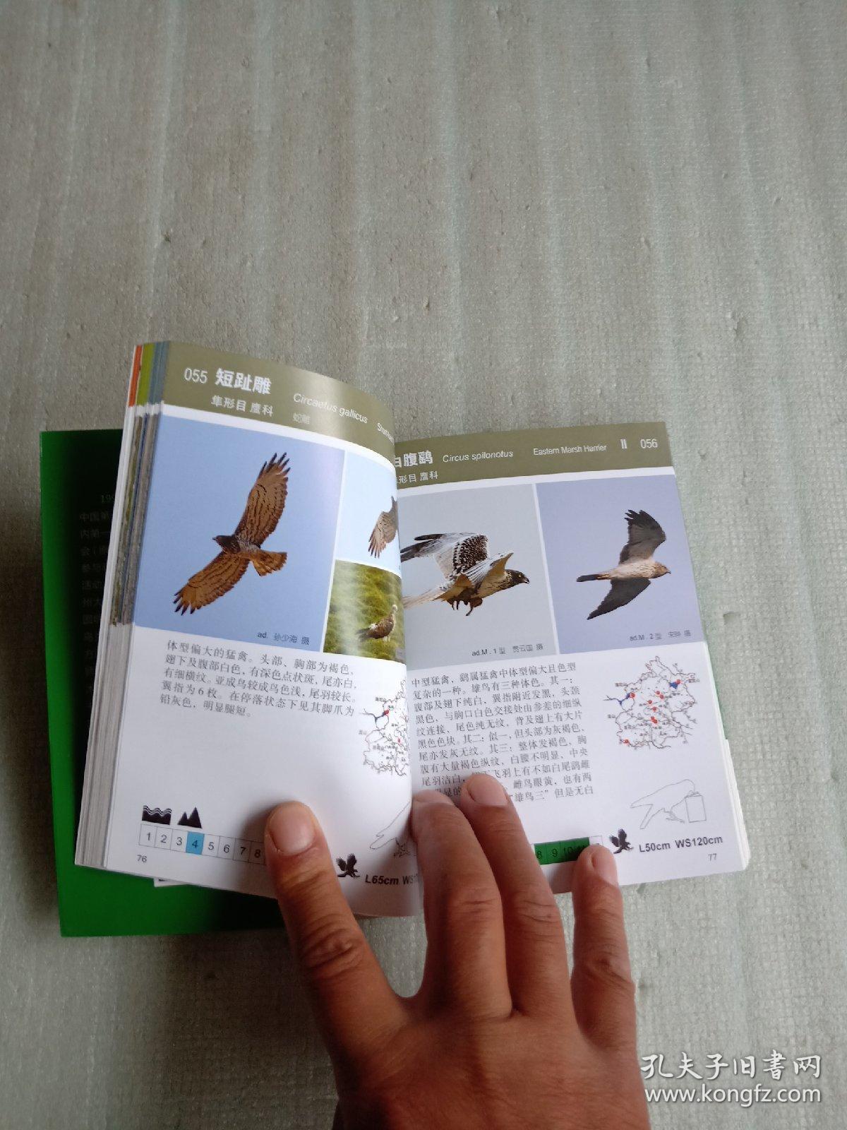 常见野鸟图鉴·北京地区