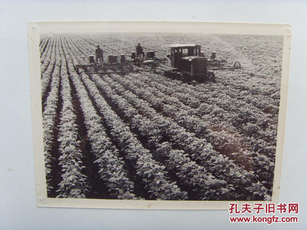 老照片:【※1964年黑龙江省农垦九三,工人在种大豆※ 】