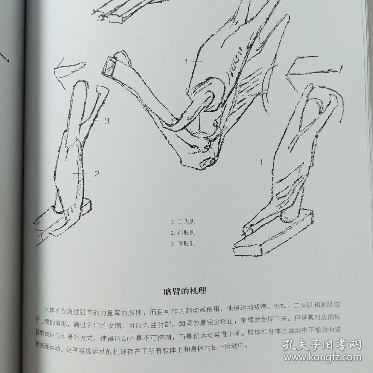 包邮正版伯里曼人体结构绘画教学第三版3版